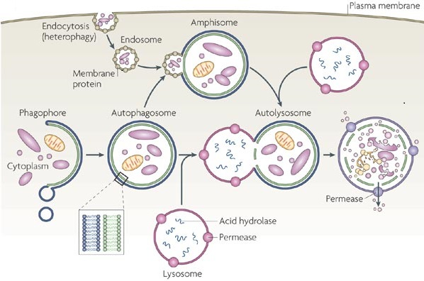 Autophagy