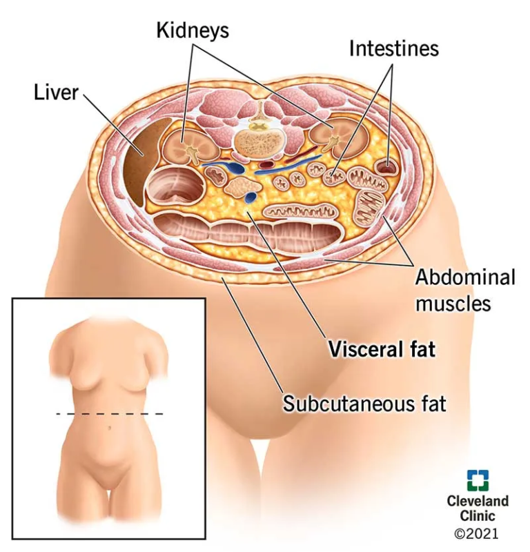 Visceral Fat Body Cross Section